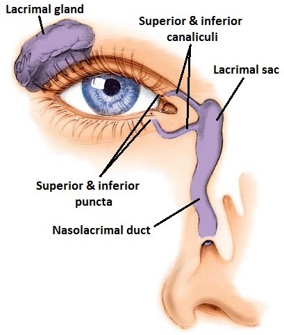 LACRIMAL SURGERY